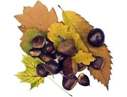 Maroni sweet chestnuts on a background of autumn leaves