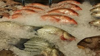 raw fish on ice, fresh seafood