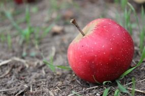 red apple on the ground