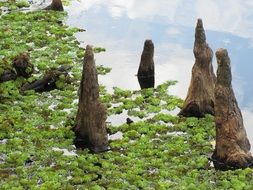 cypress tree knees in marsh, usa, louisiana