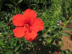 orange hibiscus flowerbed in the garden