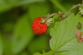 strawberries on a stem close up