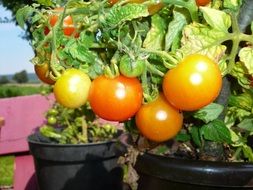 Red tomatoes in a pot