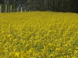 rape blooming in field