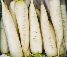 white long radish