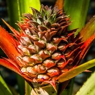 young pineapple in the growth