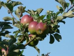 apples on a tree under the bright sun