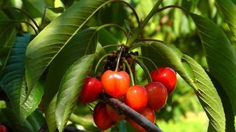 cherry on a tree under the bright sun