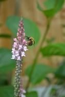 Bumblebee is drinking nectar