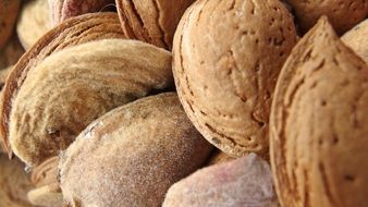 a lot of almonds from almond tree close-up