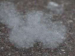 white poplar fluff