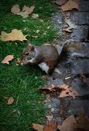 squirrel in a london park