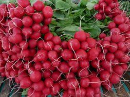 radishes for healthy eating