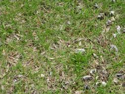 Grass on the lawn