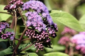 flowers in the garden in sydney