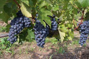 ripe blue grapes on vine in the bright sun