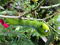 Green caterpillar on a plant