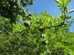 citrus trifoliata grow on the tall tree