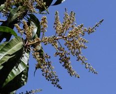 mango blossoms