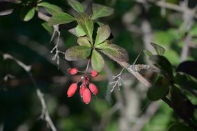 Red barberry berberis on branch