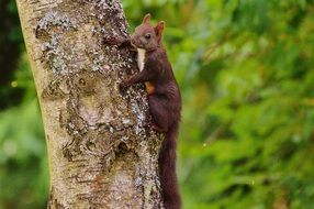 climbing squirrel on the tree trunk