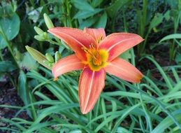 bright pink lily