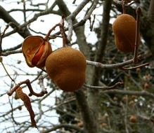 fresh and beautiful seed pods