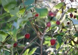 wild raspberries on the bush