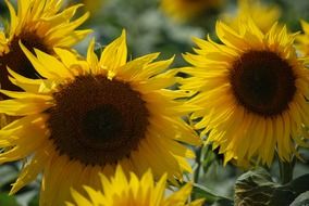 fresh and beautiful sunflower