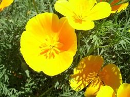 yellow botanical flowers in the flowerbed