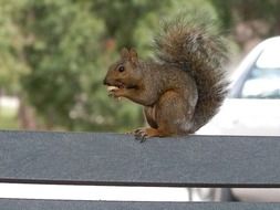 squirrel on park bench