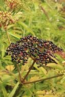 elderberry with black berries