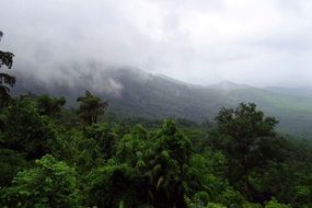 rainforest in the mollem national park