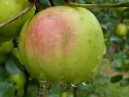 fresh green apple fruit