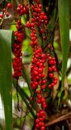 red fruiting palm lily in the rainforest