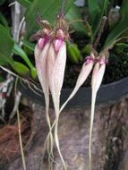 unusual orchid flowers