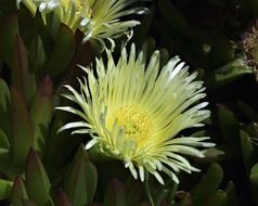 filigreed pale yellow flowers