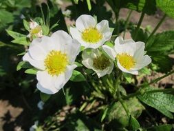 macro photo of white strawberry flowers