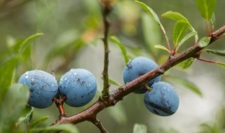 tasty blackthorn