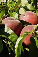 three ripe peaches on a branch