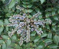 Colorful beautiful holly plant