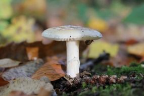 mushroom macro