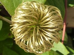 closeup photo of the clematis plant