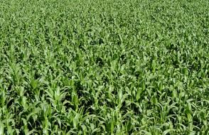 corn plantation