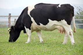 animal cow pasture