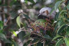 a bird in the bush