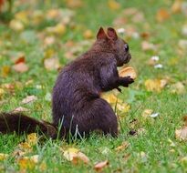 cute squirrel holding tree leaf in the park