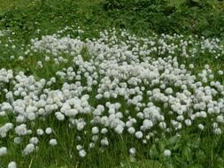 pure alpine cottongrass