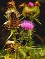 blooming thistle