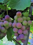 tasty grapes bunch